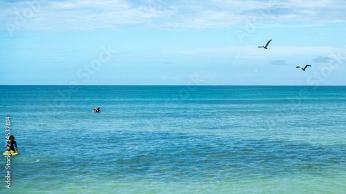 Pelicans et surf en Guadeloupe © Guillaume