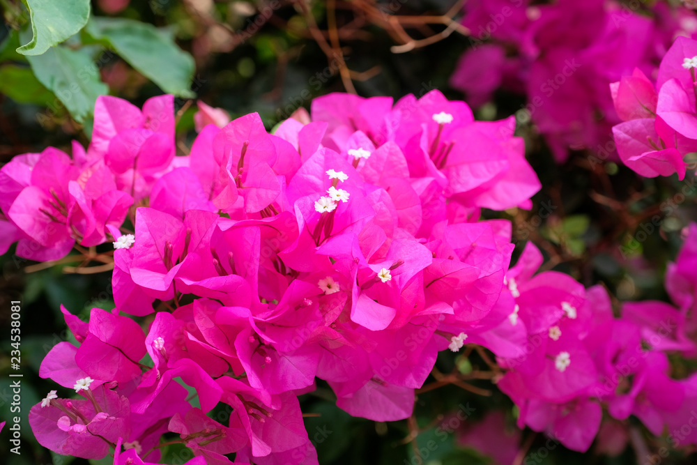 Bush with bright pink flowers