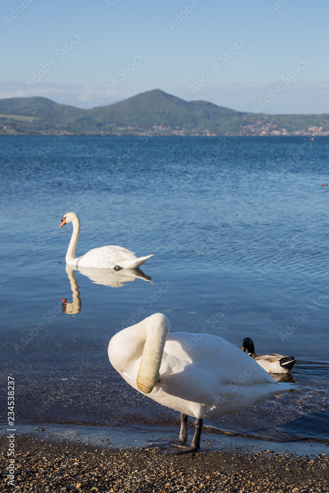 Bird on the shore of Lake Bracciano