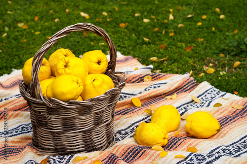 Large and yellow quinces in a basket, on a colorful blanket on top of the green lawn with leaves.