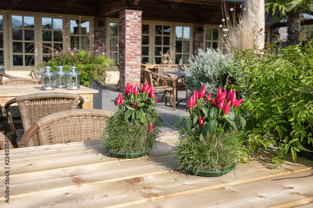 The tables decorated with red pepper plants and candleholders on the outside terrace of the restaurant in the park The tables decorated with red pepper plants and candleholders on the outside terrace of the restaurant in the park