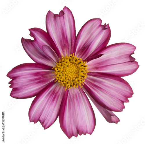 cosmos flower isolated