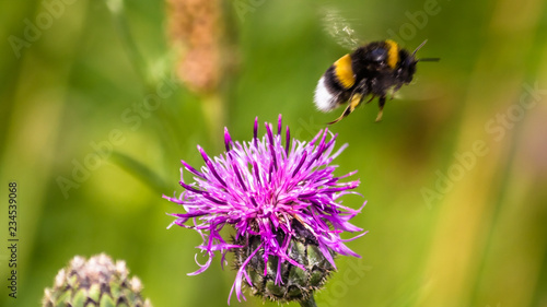Macro of bumblebee on flower