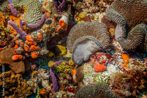 Maldives. The freakish coral reefs of the shelf amaze with their colorful and abundance of exotic fish.