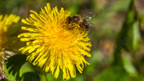 Macro of bee on flower