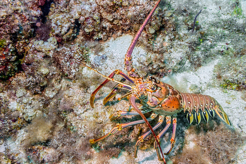 Maldives. Caribbean lobster/Maldives. Caribbean lobster panulirus argus among the coral reef coastal shelf.