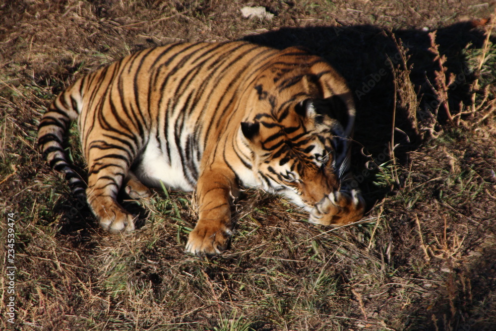 Obraz premium tiger in zoo