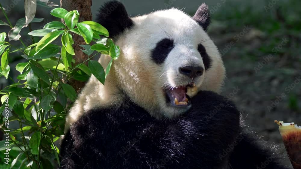 Adult panda thoroughly chewing bamboo. 4K, UHD Adult panda thoroughly chewing bamboo. 4K, UHD