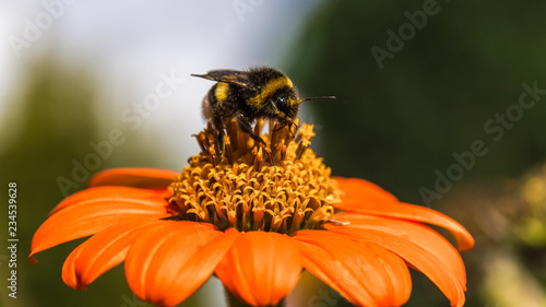 Macro of bumblebee on flower