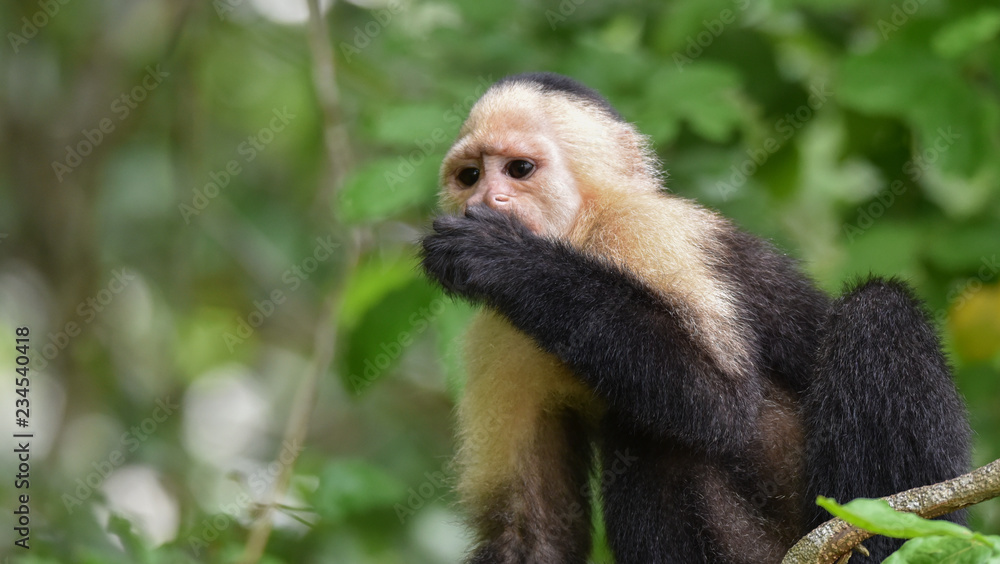 White-headed capuchin (Cebus capucinus). Medium sized monkey of the family Cebidae subfamily Cebinae, in his native home in a jungle along the Panama Canal. White-headed capuchin (Cebus capucinus). Medium sized monkey of the family Cebidae subfamily Cebinae, in his native home in a jungle along the Panama Canal.