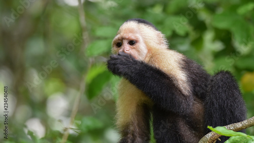 White-headed capuchin (Cebus capucinus). Medium sized monkey of the family Cebidae subfamily Cebinae, in his native home in a jungle along the Panama Canal.