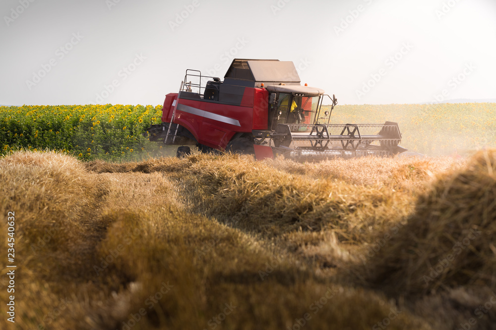 Fototapeta premium Harvesting of wheat field with combine