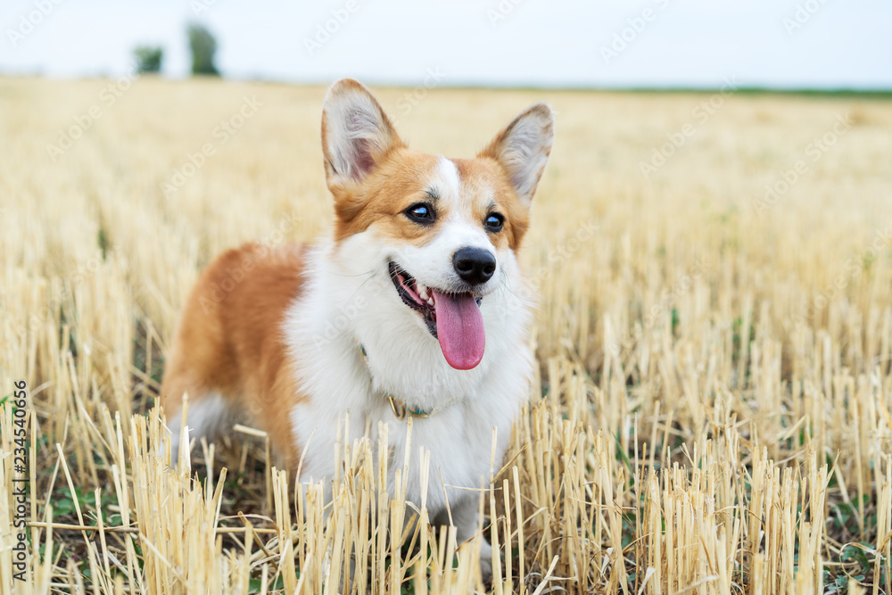 Cute and active purebred Welsh Corgi dog, smiles with tongue, outdoors in the grass on a sunny autumn day. Cute and active purebred Welsh Corgi dog, smiles with tongue, outdoors in the grass on a sunny autumn day.