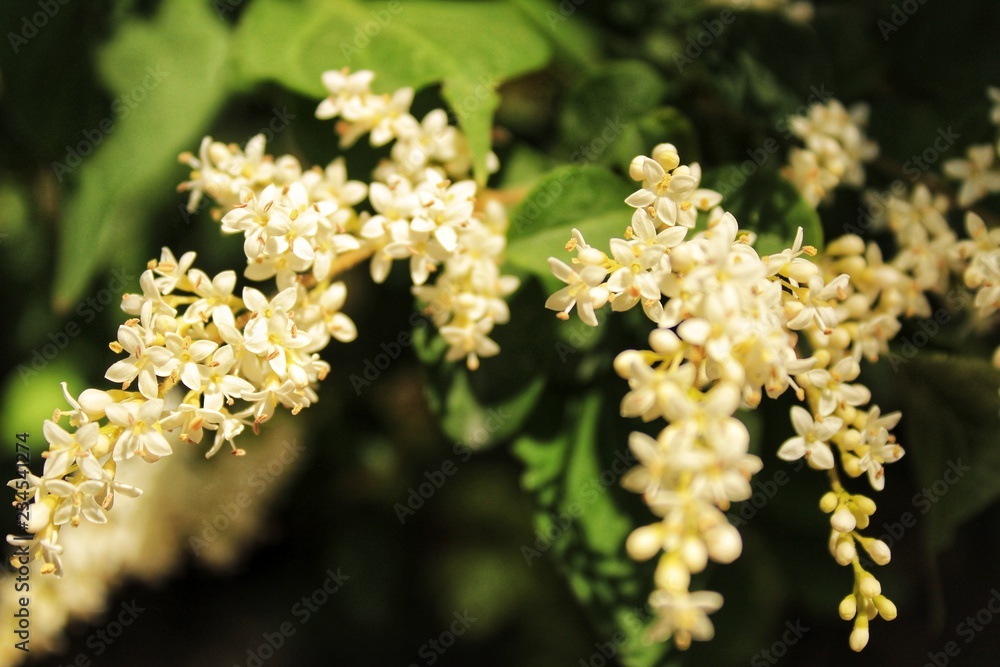 Galium Saxatile white flowers Galium Saxatile white flowers