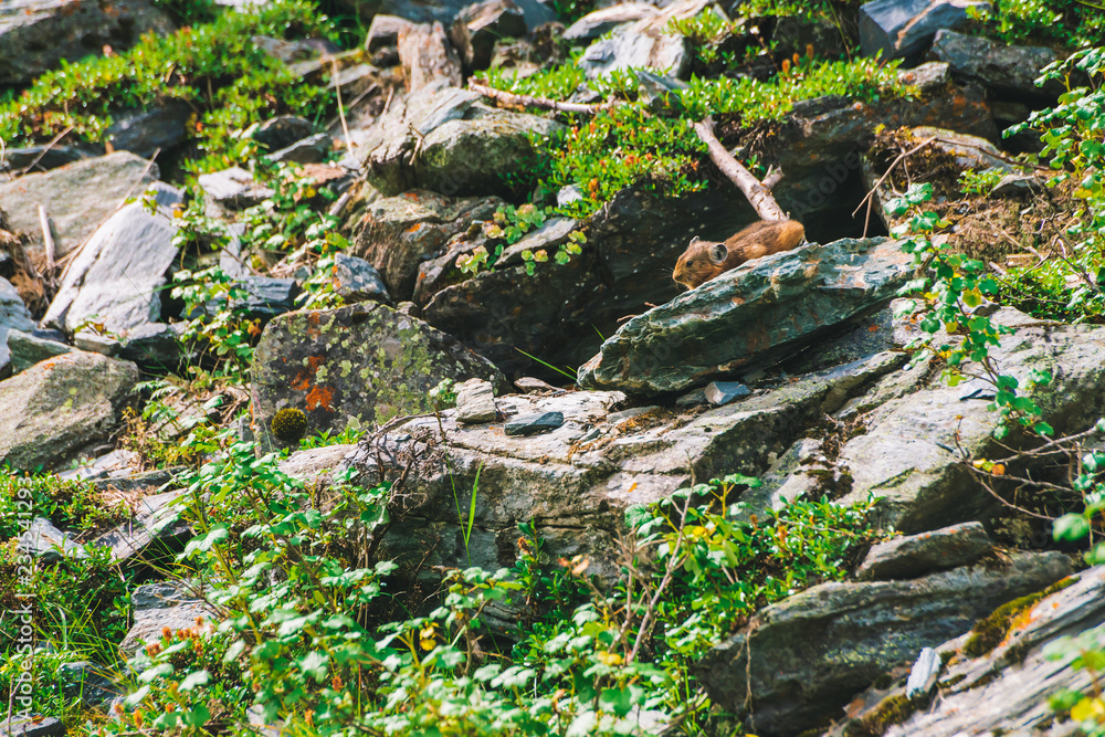 Pika rodent on cliff among rich plants of highlands. Small curious animal on rock. Little fluffy cute mammal on background of greenery. Pika rodent on cliff among rich plants of highlands. Small curious animal on rock. Little fluffy cute mammal on background of greenery.