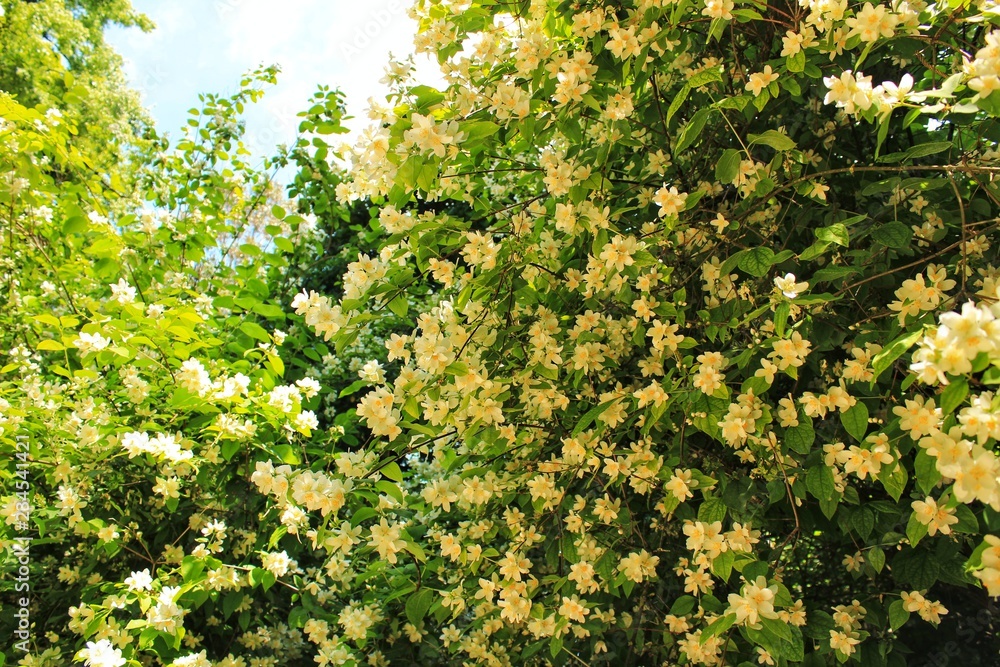 Philadelphus Coronarius plant in the garden Philadelphus Coronarius plant in the garden