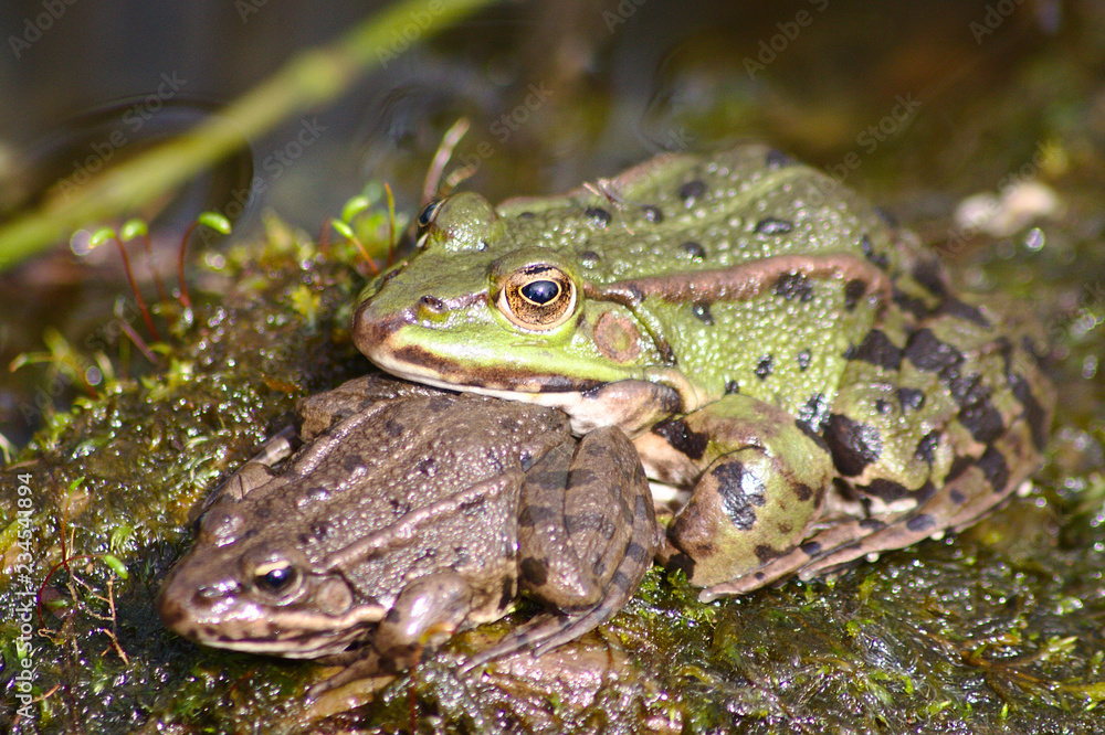 Grüner Frosch und brauner Frosch wärmen sich gemeinsam in der Abendsonne am  Rand ihres Teiches Stock Photo | Adobe Stock
