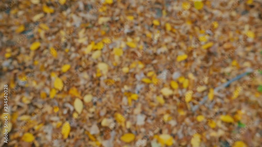 Slow motion leaves fall to the ground autumn in forest tree season yellow nature foliage landscape fall orange day park red beauty outdoor woods environment Slow motion leaves fall to the ground autumn in forest tree season yellow nature foliage landscape fall orange day park red beauty outdoor woods environment