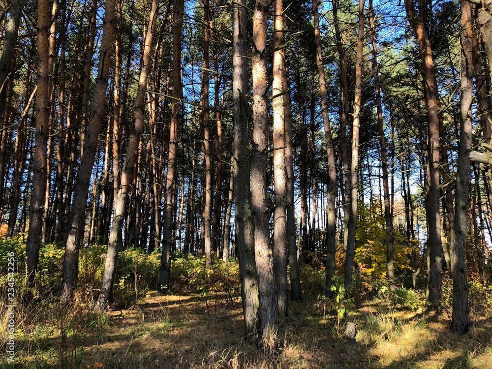 landscape on a Sunny autumn day: glade and pines on a hilly terrain landscape on a Sunny autumn day: glade and pines on a hilly terrain