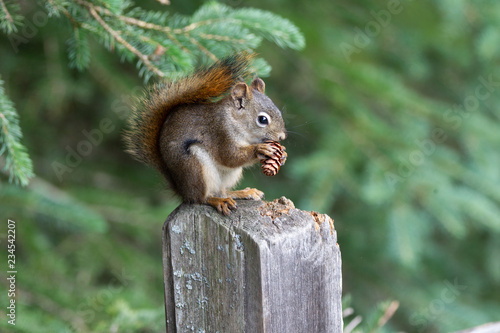 Red squirrel, Sciurus vulgaris, sitting on a tree trunk eating a nut © vaclav