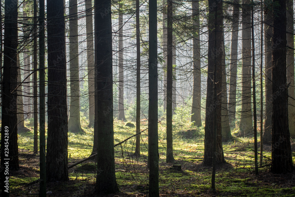 Fototapeta premium Thick coniferous forest in autumn. Translucent sun rays gently fall on the trunks of trees.