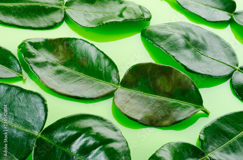 THAI LIME LEAVES / KAFFIR LIME LEAVES photo