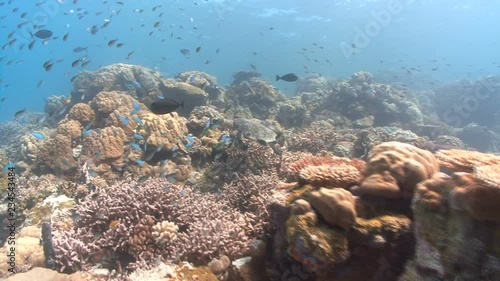 Wallpaper Mural Turtle swims over colorful coral reef Torontodigital.ca