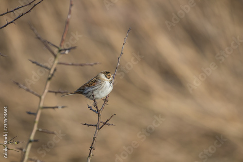 Female Reed Bunting