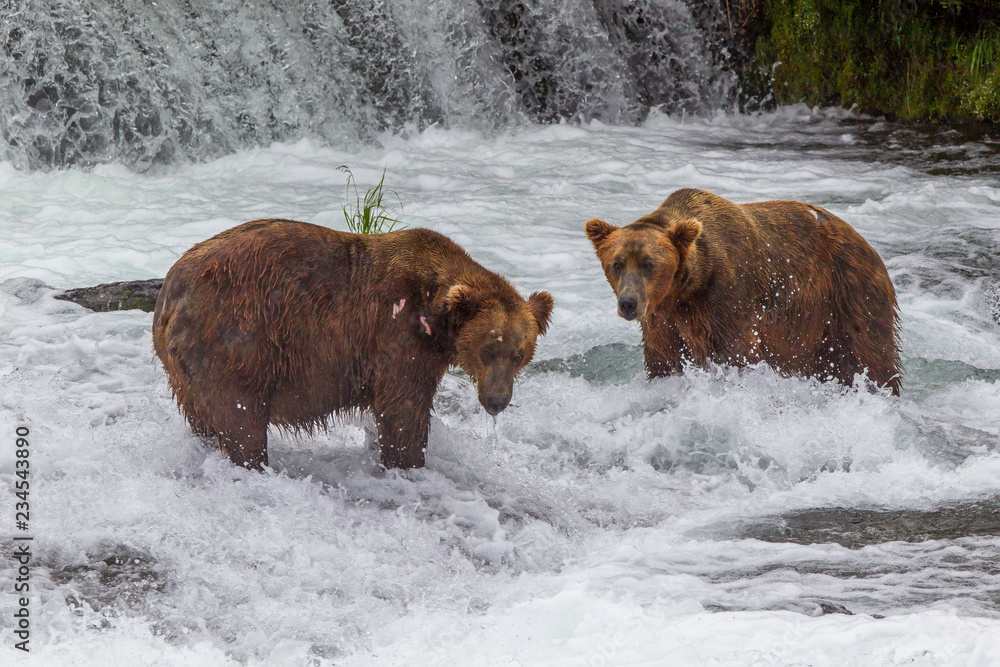 Grizzly bear in Alaska Katmai National Park hunts salmons (Ursus arctos horribilis) Grizzly bear in Alaska Katmai National Park hunts salmons (Ursus arctos horribilis)