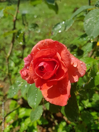 red rose in the garden