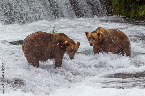 Wallpaper Mural Grizzly bear in Alaska Katmai National Park hunts salmons (Ursus arctos horribilis) Torontodigital.ca
