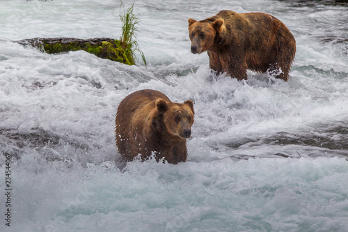 Grizzly bear in Alaska Katmai National Park hunts salmons (Ursus arctos horribilis) photo