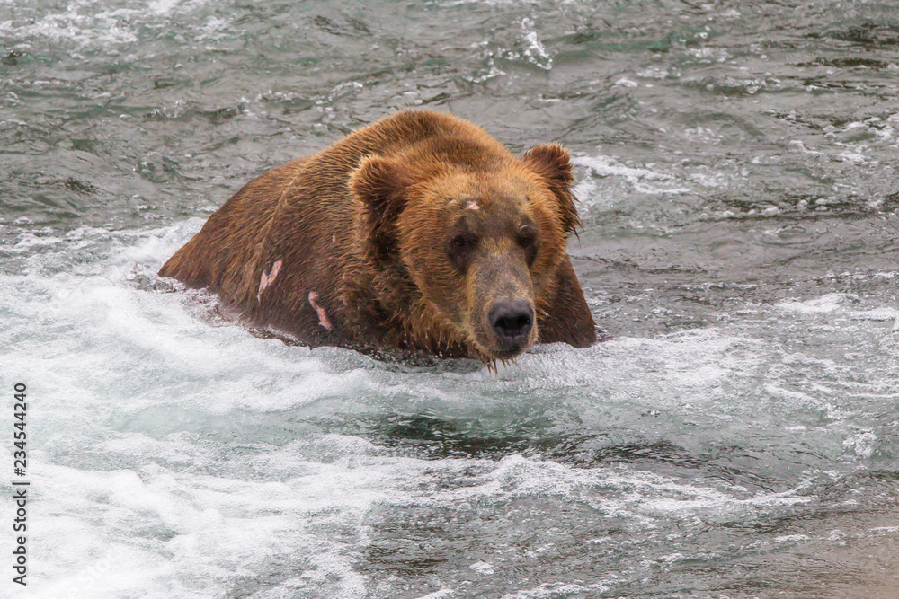 Grizzly bear in Alaska Katmai National Park hunts salmons (Ursus arctos horribilis) Grizzly bear in Alaska Katmai National Park hunts salmons (Ursus arctos horribilis)