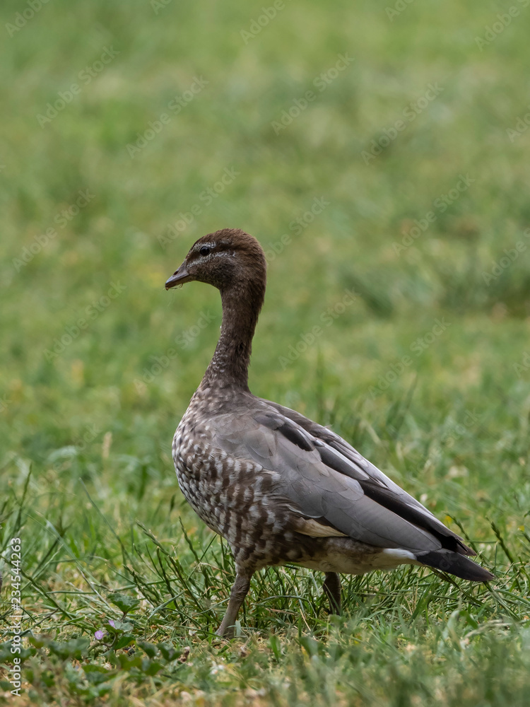 Maned Duck (Chenonetta jubata). Also known as a Wood Duck Maned Duck (Chenonetta jubata). Also known as a Wood Duck