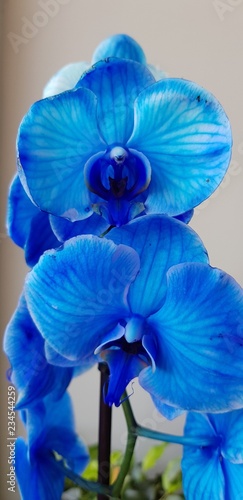 iris on blue background