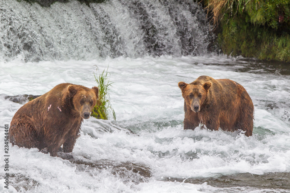 Grizzly bear in Alaska Katmai National Park hunts salmons (Ursus arctos horribilis) Grizzly bear in Alaska Katmai National Park hunts salmons (Ursus arctos horribilis)