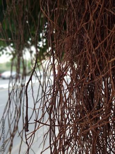 tree in winter of cyprus
