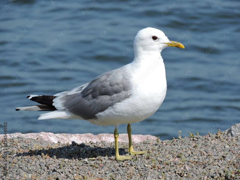 seagull on the beach seagull on the beach
