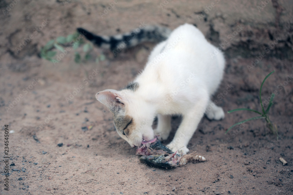 small adorable white and grey kitten eating fresh fish 