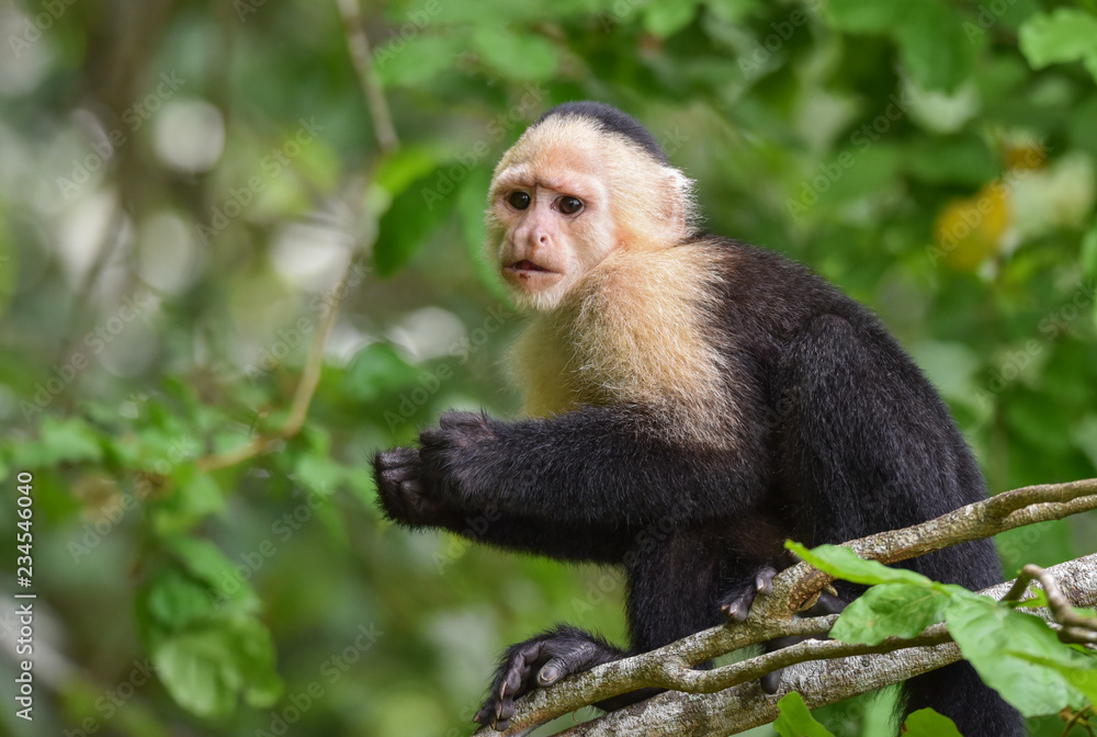 Fototapeta premium White-headed capuchin (Cebus capucinus). Medium sized monkey of the family Cebidae subfamily Cebinae, in his native home in a jungle along the Panama Canal.