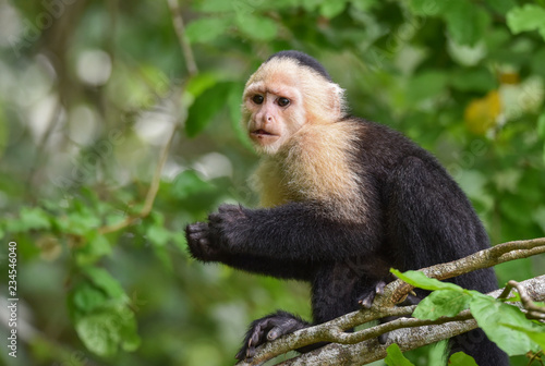 White-headed capuchin (Cebus capucinus).  Medium sized monkey of the family Cebidae subfamily Cebinae, in his native home in a jungle along the Panama Canal.