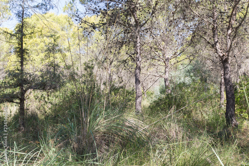 Obraz premium Bosco Pantano