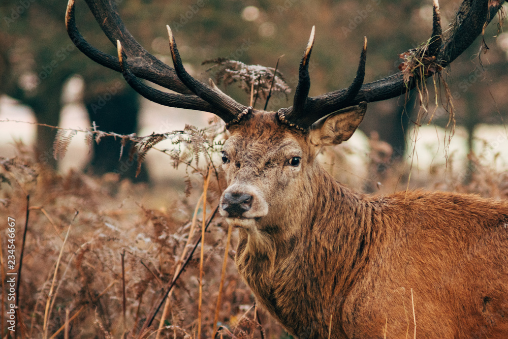 Fototapeta premium deer in forest