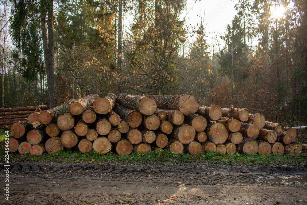 The cut logs in the wood. Industrial preparation of forest products. Drying wood marked and prepared for logging. The cut logs in the wood. Industrial preparation of forest products. Drying wood marked and prepared for logging.
