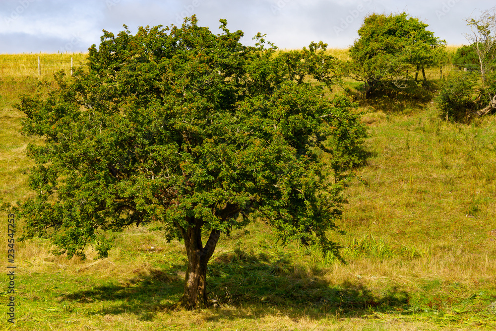 Fototapeta premium Trees with shadows in a Farm field with in Greenway route from Castlebar to Westport
