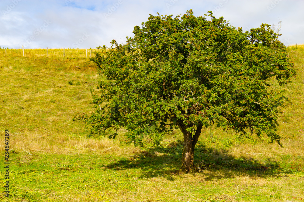 Tree with shadows in a Farm field with in Greenway route from Castlebar to Westport