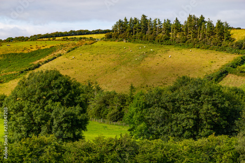 Sheep herd in a Farm field in Greenway route from Castlebar to Westport