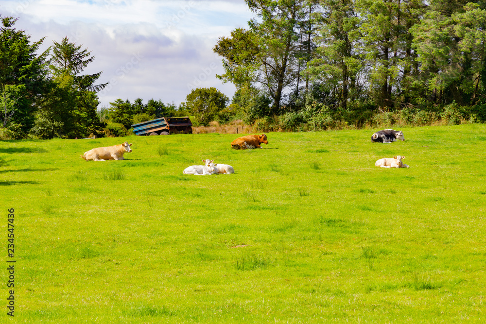 Cow herd in a Farm field in Greenway route from Castlebar to Westport