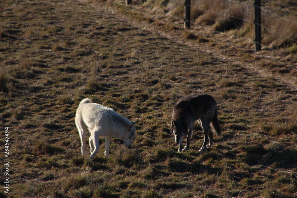 Fototapeta premium wolves