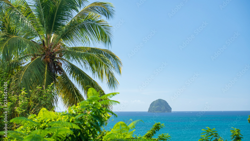 palmier devant le rocher du diamant Martinique
